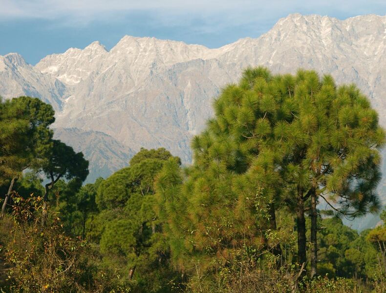 File:Pinus roxburghii Dharamsala 1.jpg