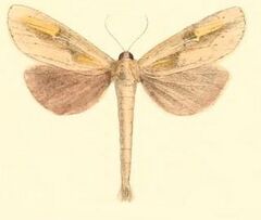 Pl.03-15-Niganda strigifascia Moore, 1879.JPG