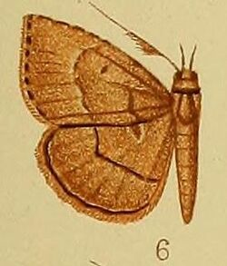 Pl.38-06-Maxera lophocera (Hampson, 1910) (Parathermes).JPG