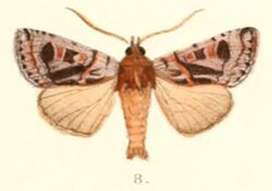 Pl.4-08-Oroplexia decorata (Moore, 1882) (Mamestra).JPG