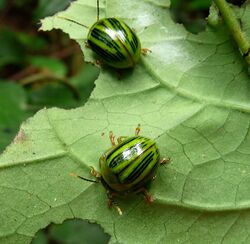 Proseicela antennalis. Chrysomelidae - Flickr - gailhampshire.jpg