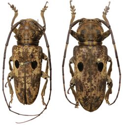 Prosopocera signatifrons pair.jpg