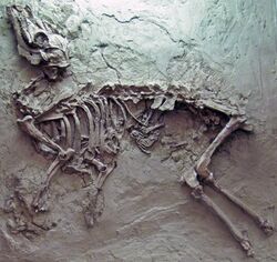 Pseudoprotoceras fossil.jpg