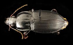 Pterostichus permundus, u, maryland, cove point, back 2017-01-13-11.11.29 ZS PMax UDR (32263131336).jpg