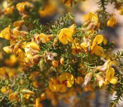 Pultenaea graveolens.jpg