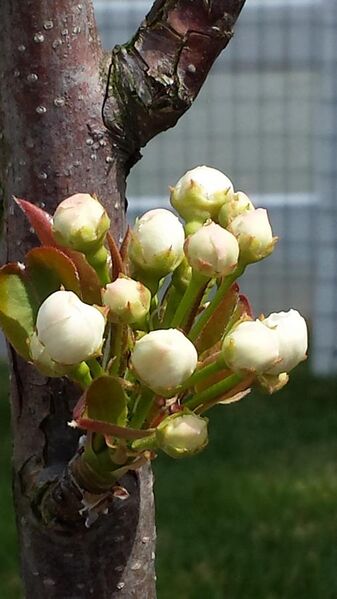 File:Pyrus pyrifolia (Hosui) blossom.jpg