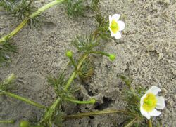 Ranunculus kauffmannii 147439839.jpg