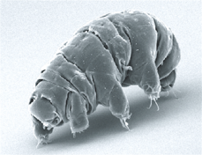 Scanning electron microscope image of a tardigrade