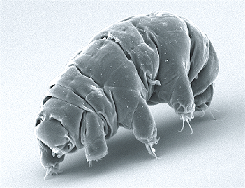 File:SEM image of Milnesium tardigradum in active state - journal.pone.0045682.g001-2.png