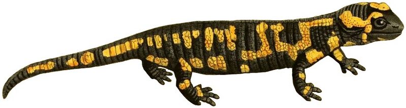 File:Salamandra salamandra (white background).jpg