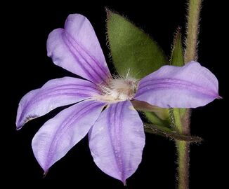 Scaevola platyphylla - Flickr - Kevin Thiele (1).jpg