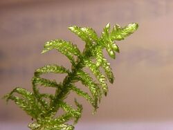 Scleropodium purum0.jpg