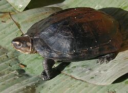 Black marsh turtle basking