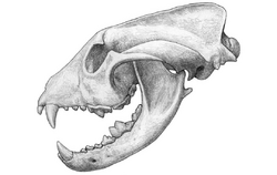 Simocyon skull illustration.png