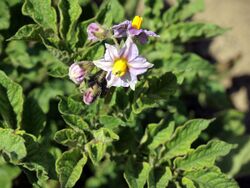 Solanum tuberosum Svenungas Blaue (02).jpg