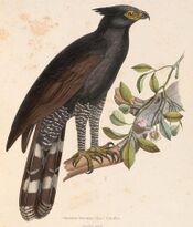 Spizaetus tyrannus serus 1849.jpg