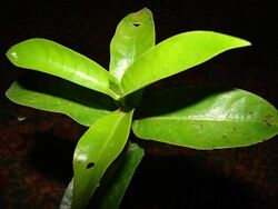 Starr 080314-3413 Labordia triflora.jpg