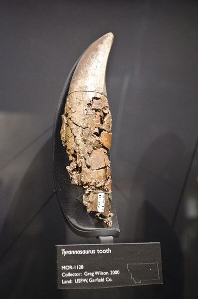 File:T rex tooth - Garfield County Montana - Museum of the Rockies - 2013-07-08.jpg