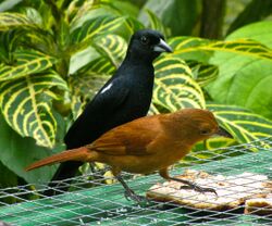 Tachyphonus rufus -Asa Wright Nature Centre, Northern Range, Trinidad, Trinidad and Tobago -pair-8a-3c.jpg