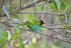 Tangara gyrola -Panama-8a.jpg