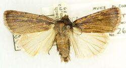Tesagrotis corrodera -26293, det. R. Hannawacker, North Rim Grand Canyon, Arizona, 12 July 1939, Louis Schellbach III (49552481858).jpg