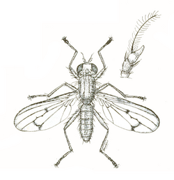 Tetanocera plumosa.png