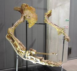 Therizinosaurus arms.jpg