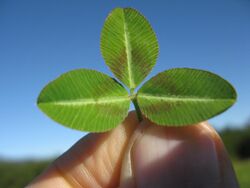 Trifolium semipilosum leaf4 (10733750725).jpg