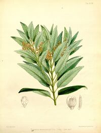 "botanical illustration"