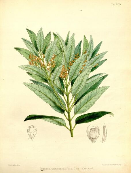 File:Trimenia weinmanniaefolia 99.jpg