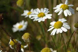 Tripleurospermum Perforatum.jpg