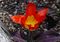 Tulip Tulipa 'Juan' Flower 2836px.jpg