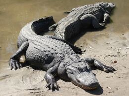 Two_american_alligators