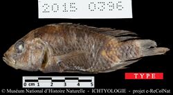 Type of Astatotilapia tchadensis.jpg