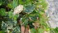 Variegated English Elm sucker leaves. Leek Wootton, Warwickshire (July) 03.jpg