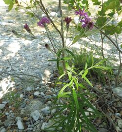 Vernonia lindheimeri.jpg