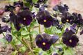 Viola cornuta 'Twix Black' Fiołek rogaty 2018-04-15 01.jpg
