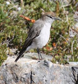 White-browed Ground-tyrant.jpg