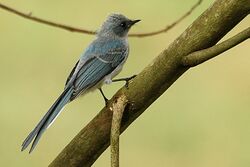 White tailed blue flycatcher.jpg