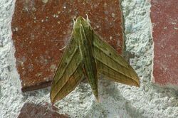 Xylophanes nabuchodonosor (Sphinx moth) 2015-06-06 (1) (26438766858).jpg