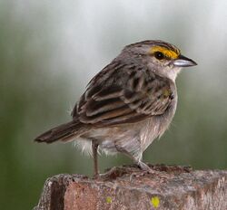 Yellow-crowned Sparrow.jpg