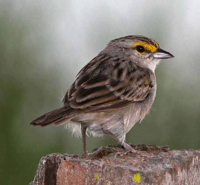 File:Yellow-crowned Sparrow.jpg
