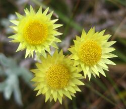 Yellow Helichrysum (4651948180).jpg