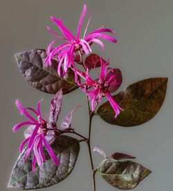 (MHNT) Loropetalum chinense f. rubrum - Flowers and leaves.jpg