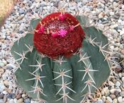 仙人掌-彩雲 Melocactus intortus -新加坡濱海灣花園 Gardens by the Bay, Singapore- (24529242269).jpg