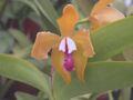 A and B Larsen orchids - Cattleya porphyroglossa DSCN3206.JPG