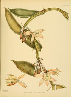 A hand-book to the flora of Ceylon (Plate XCI) (6430663749).jpg