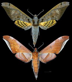 Adhemarius tigrina MHNT CUT 2010 0 355 Alto Palmar Chapare Bolivia male.jpg