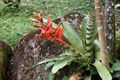 Aechmea zebrina (Bromeliaceae) (30516461215).jpg