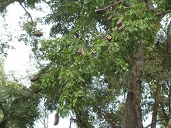 Afzelia xylocarpa Luang Prabang, Laos ; les gousses s'ouvrent sur l'arbre.jpg